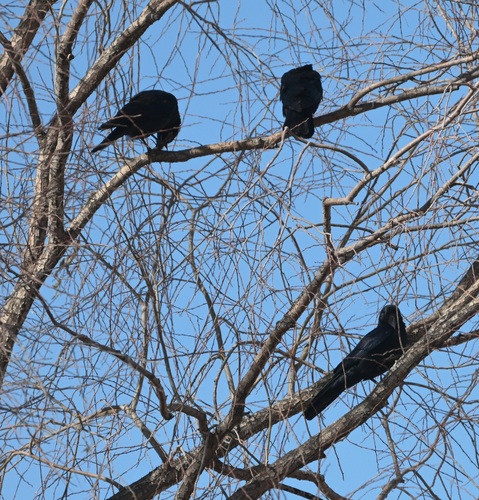 Large-billed Crow