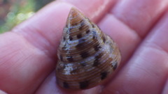 Calliostoma gloriosum
