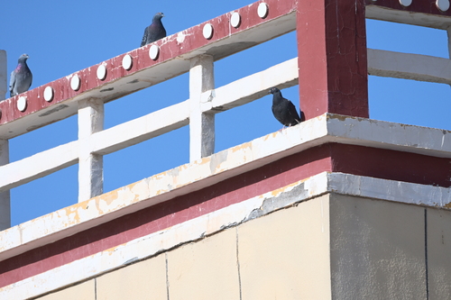 Feral Pigeon