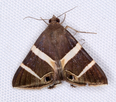 Grammodes oculicola