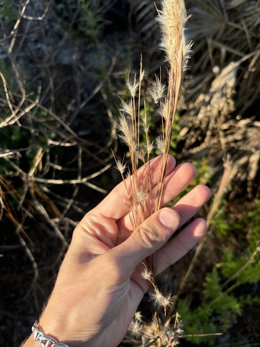 Florida bluestem (Anatherum floridanum)