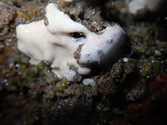 Didemnum carnulentum