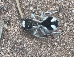 Traumatomutilla bifurca