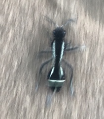 Traumatomutilla lineifera