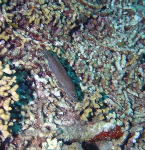 Plain soapfish (Rypticus randalli) — Serranidae