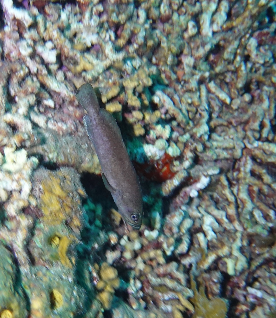 Plain soapfish (Rypticus randalli) — Serranidae