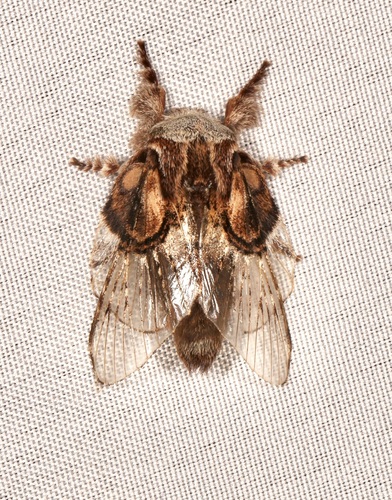 Euglyphis hyalescens