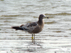 Larus atlanticus