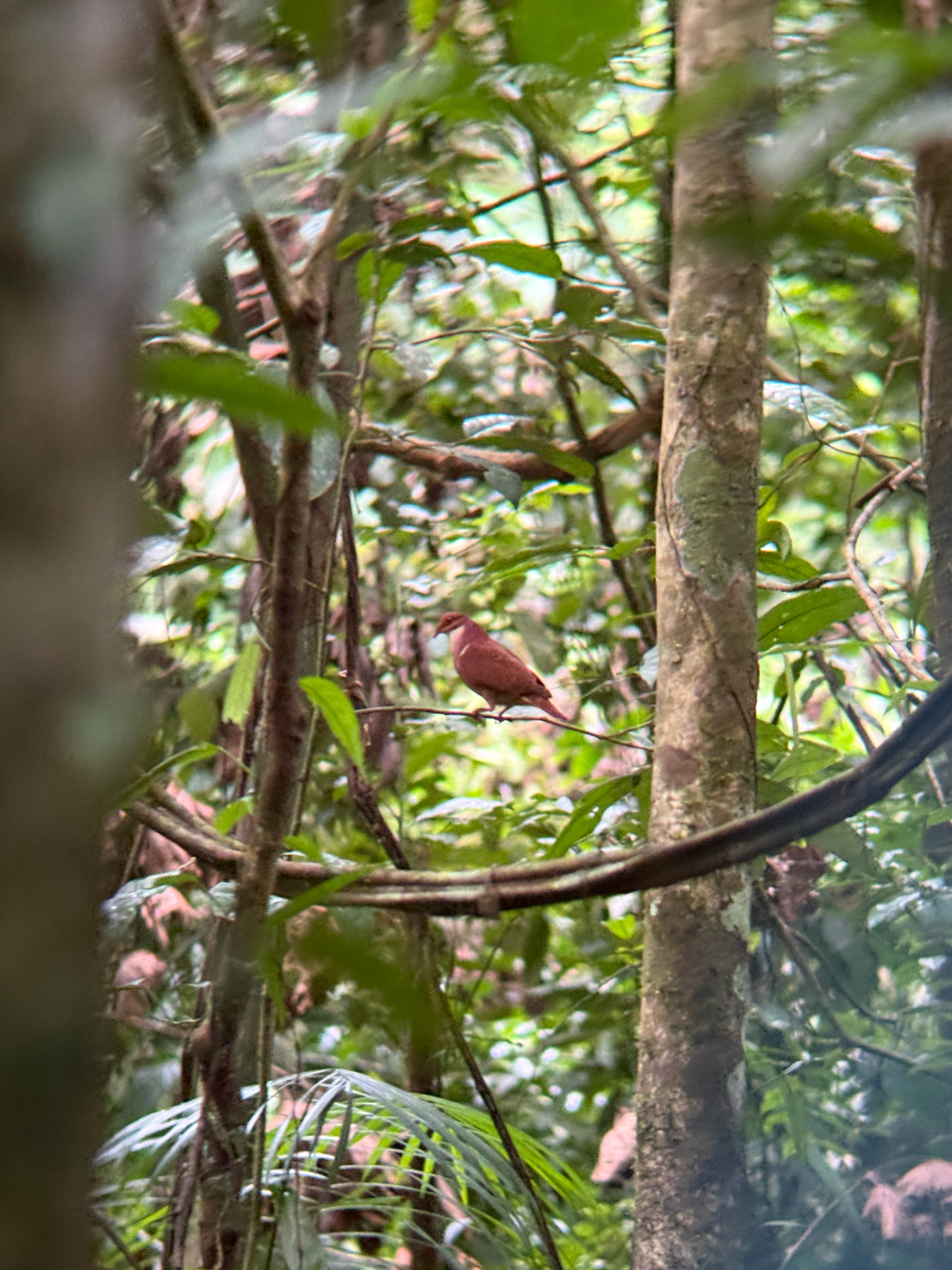 Ruddy Quail-Dove (Geotrygon montana), photo 3