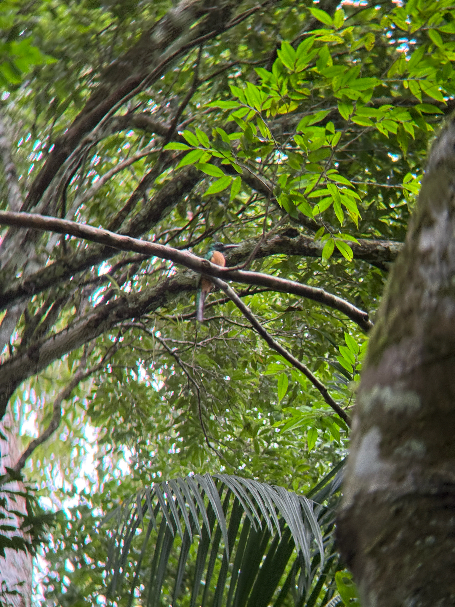 Great Jacamar (Jacamerops aureus), photo 2