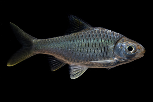 Spiny-back barb (Mystacoleucus marginatus) — Cyprinidae — 4