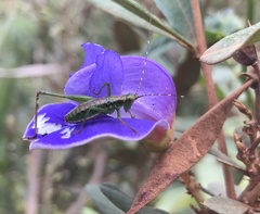 Periandra mediterranea