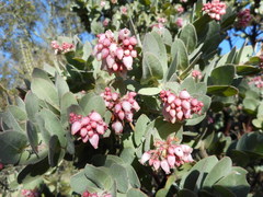 Arctostaphylos auriculata