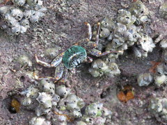 Grapsus albolineatus