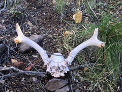 Odocoileus virginianus carminis