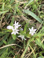 Richardia grandiflora