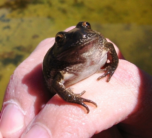 Main's Frog