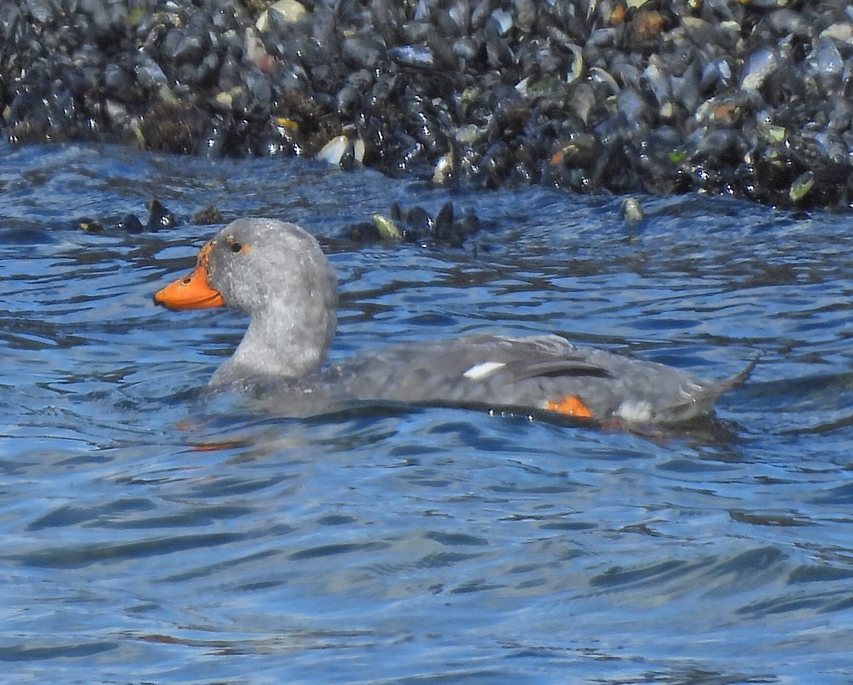 Fuegian Steamer Duck (Tachyeres pteneres), photo 5