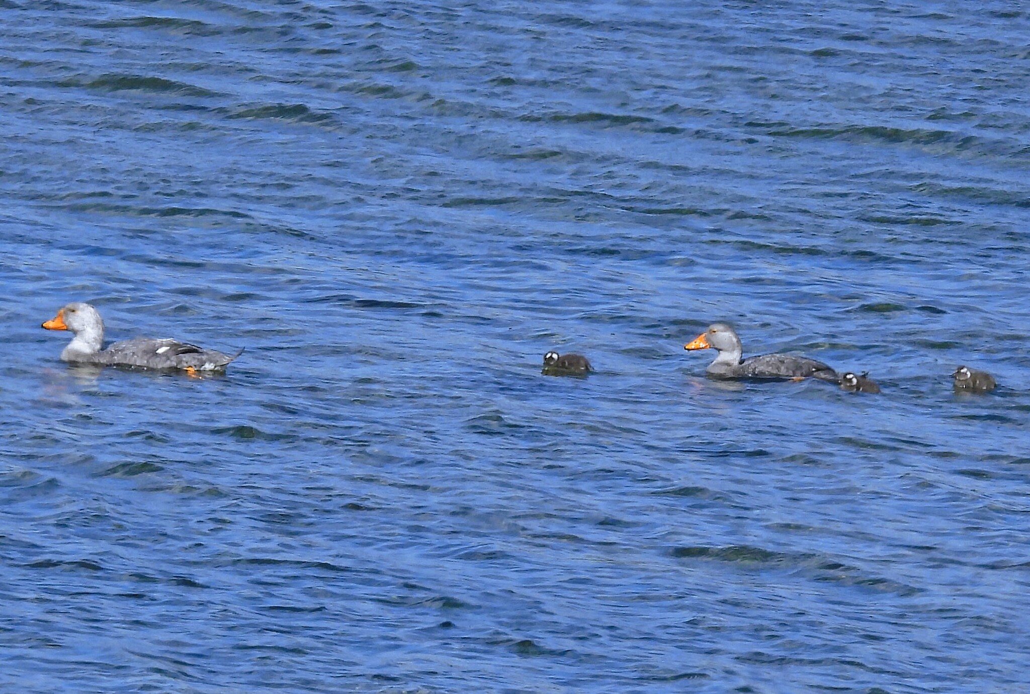 Fuegian Steamer Duck (Tachyeres pteneres), photo 6