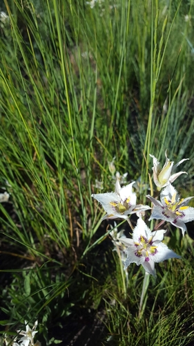 Lyall's Mariposa Lily (Calochortus lyallii)