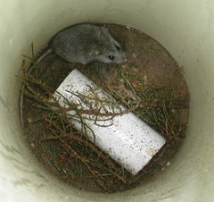 Pseudomys apodemoides