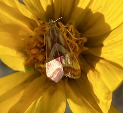 Noctueliopsis aridalis