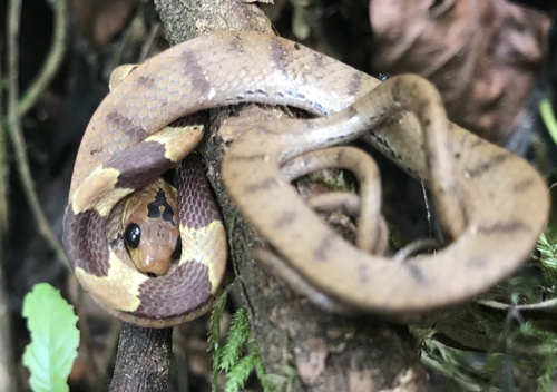 Photo of a Atlantic Forest Snail-eater (Dipsas sazimai)