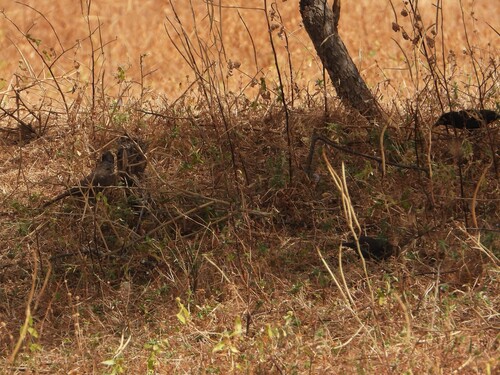 iNaturalist image