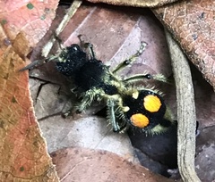 Hoplomutilla spinosa