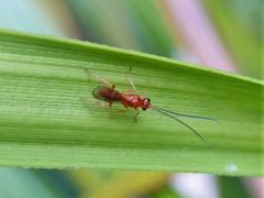 Ascogaster