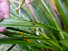 Ascogaster