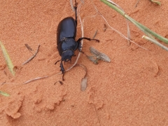Lucanus mazama