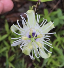 Passiflora misera