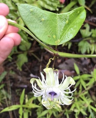 Passiflora misera