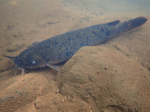 Electric catfish (Malapterurus electricus) — Malapteruridae