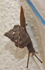 Conulinus