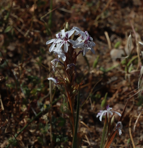 Babiana spathacea