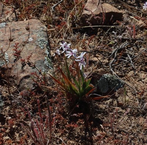 Babiana spathacea