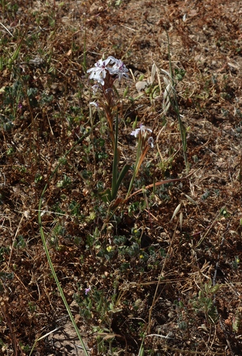 Babiana spathacea