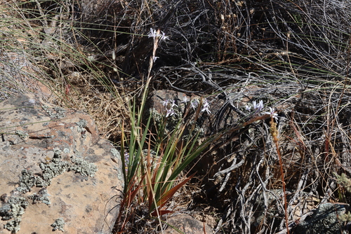 Babiana spathacea