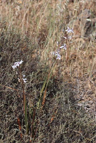 Babiana spathacea