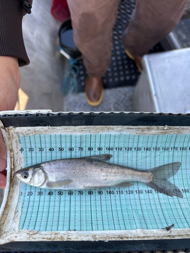 Sacramento blackfish (Orthodon microlepidotus) — Cyprinidae