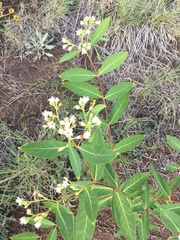 Apocynum