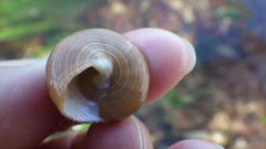 Calliostoma gloriosum
