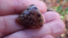 Calliostoma gloriosum