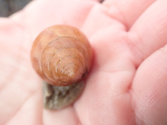 Calliostoma gloriosum