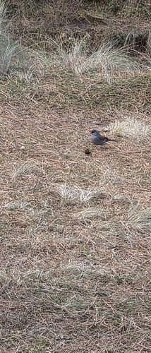 Yellow-eyed Junco (Junco phaeonotus), photo 4