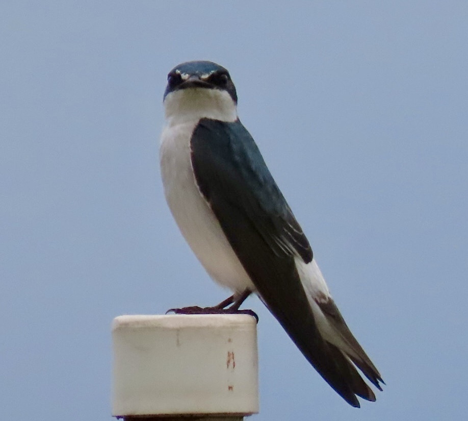 Mangrove Swallow (Tachycineta albilinea), photo 5