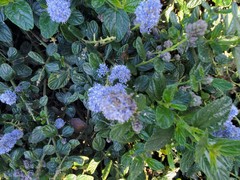 Ceanothus thyrsiflorus griseus