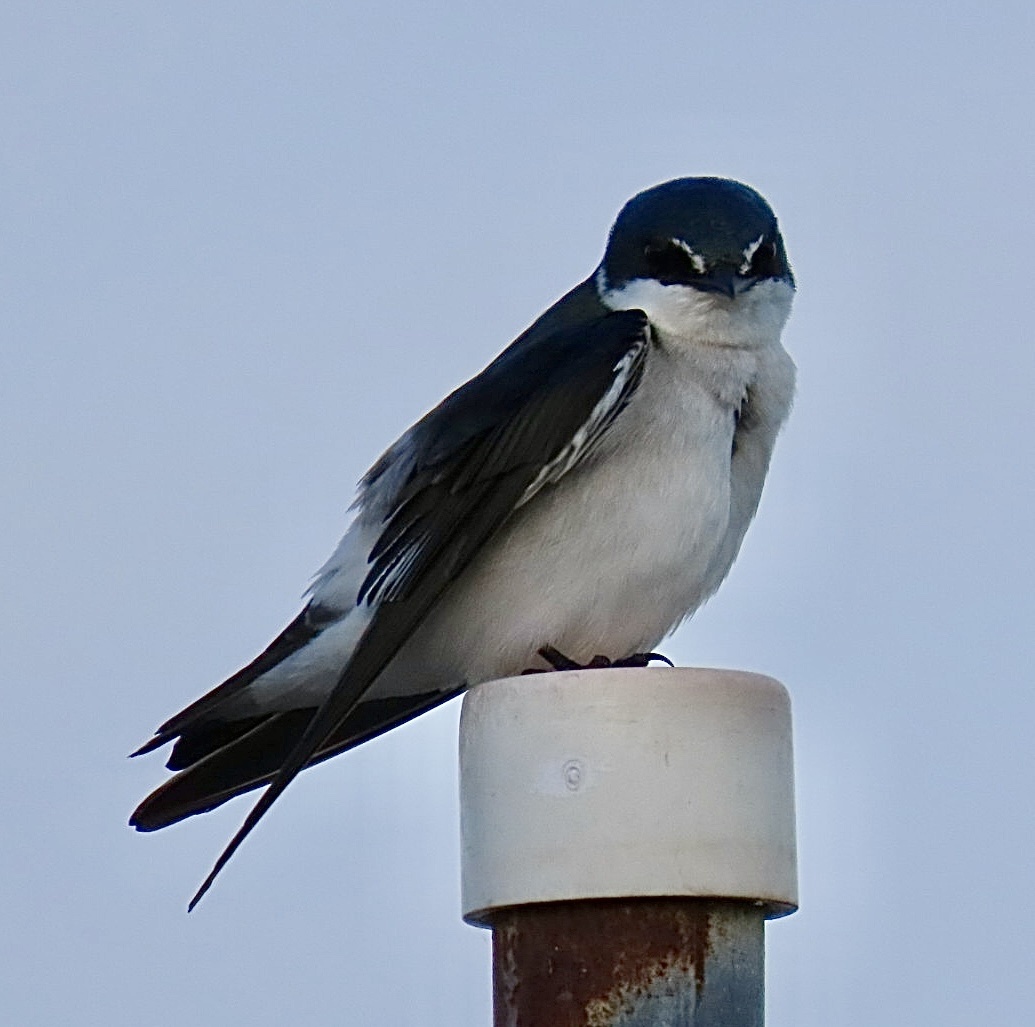 Mangrove Swallow (Tachycineta albilinea), photo 6
